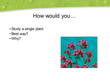 How would you… Study a single plant Best way? Why? Study a single plant Best way? Why?