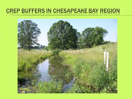  Riparian Buffers  24,884 Acres  3,859 contracts  6.5 acre average per contract.