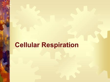Cellular Respiration. Energy Review: As an open system, cells require a constant source of energy to carry out their life functions. The main source of.