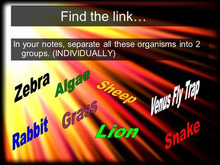 Find the link… In your notes, separate all these organisms into 2 groups. (INDIVIDUALLY)