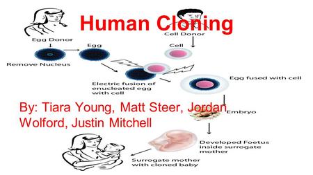 Human Cloning By: Tiara Young, Matt Steer, Jordan Wolford, Justin Mitchell.