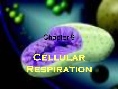 Chapter 9 Cellular Respiration.