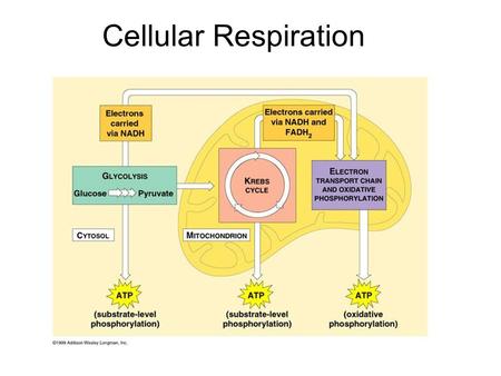 Cellular Respiration. Have you ever wondered why exactly you need to breathe? What happens when you stop breathing?