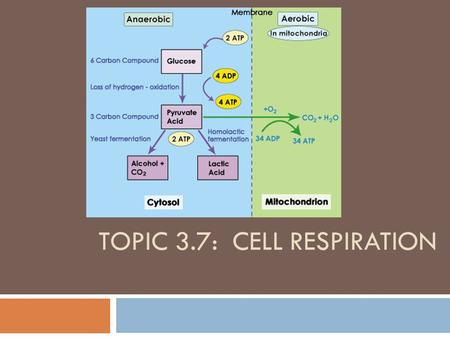 Topic 3.7: Cell Respiration