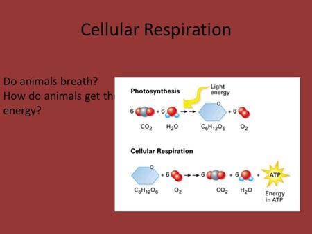 Cellular Respiration Do animals breath?