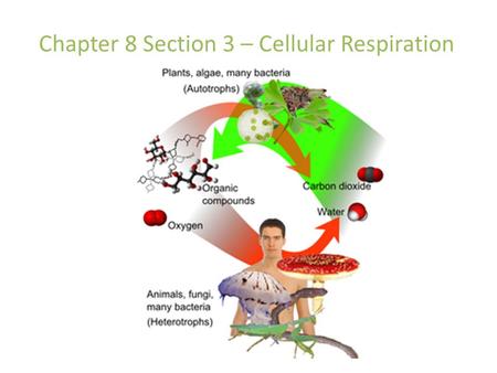Chapter 8 Section 3 – Cellular Respiration