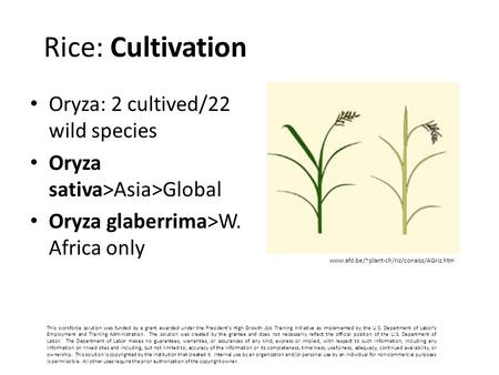 Rice: Cultivation Oryza: 2 cultived/22 wild species Oryza sativa>Asia>Global Oryza glaberrima>W. Africa only www.afd.be/~plant-ch/riz/conaiss/AGriz.htm.