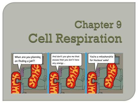 Chapter 9 Cell Respiration