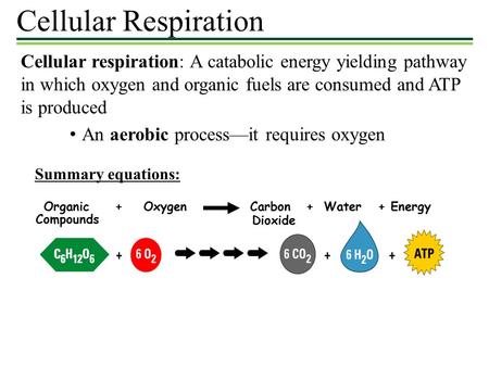 Cellular Respiration Cellular respiration: A catabolic energy yielding pathway in which oxygen and organic fuels are consumed and ATP is produced An aerobic.