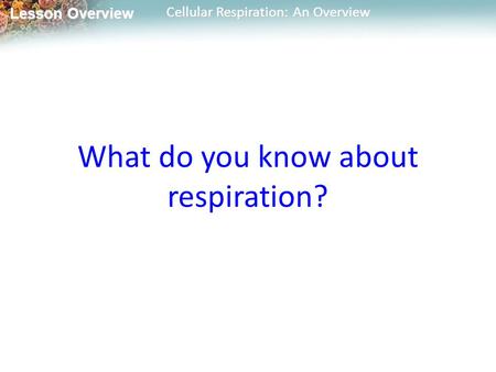 Lesson Overview Lesson Overview Cellular Respiration: An Overview What do you know about respiration?