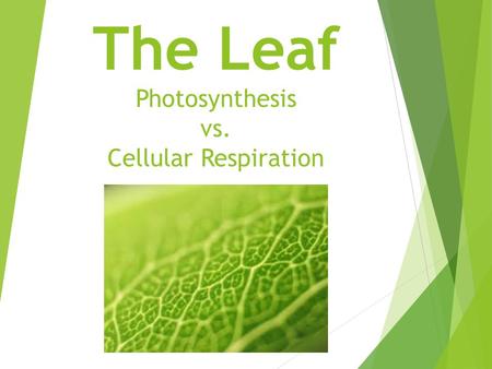 The Leaf Photosynthesis vs. Cellular Respiration.