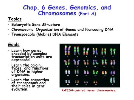 Chap. 6 Genes, Genomics, and Chromosomes (Part A)