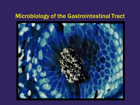 Microbiology of the Gastrointestinal Tract. Introduction GI defenses Normal flora Mouth and Esophagus Dental infections Candida infection Stomach Helicobacter.