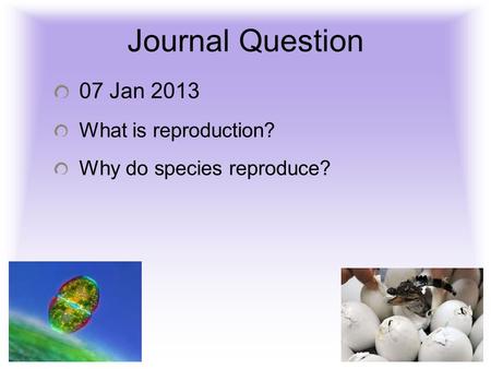 Journal Question 07 Jan 2013 What is reproduction? Why do species reproduce?