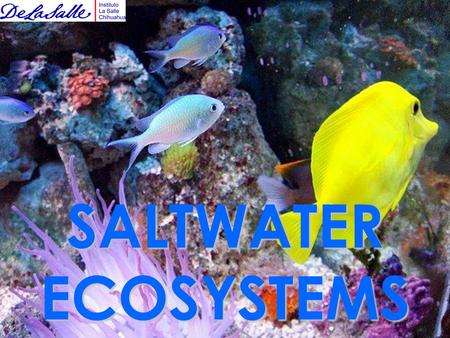 SALTWATER ECOSYSTEMS. Oceans cover much of the Earth’s surface. Around ¾ (or 75%) of the Earth is water!