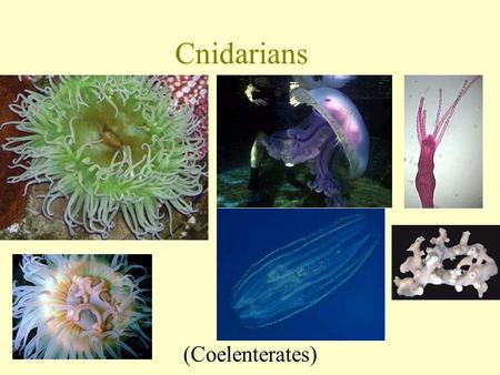Cnidarians (Coelenterates). Phylum Cnidaria (Coelenterata) Class Hydrozoa = Hydra POLYP body form = “vase shaped” ; sessile Most live in colonies. 1 of.