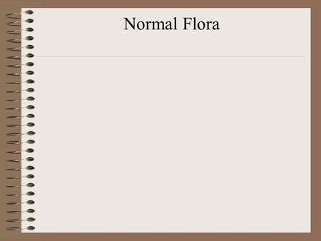 Normal Flora.
