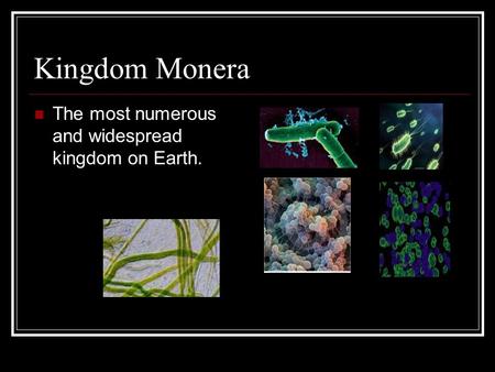 Kingdom Monera The most numerous and widespread kingdom on Earth.