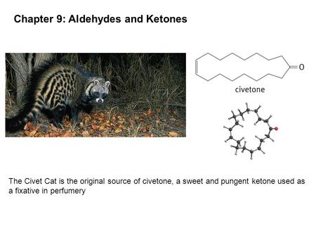 Chapter 9: Aldehydes and Ketones The Civet Cat is the original source of civetone, a sweet and pungent ketone used as a fixative in perfumery.