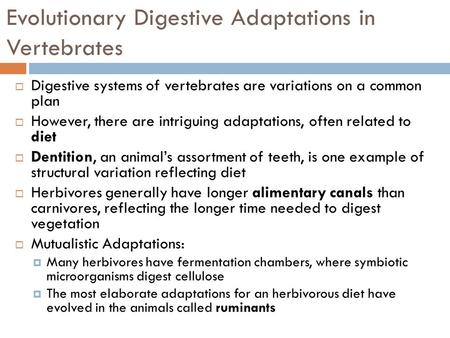 Evolutionary Digestive Adaptations in Vertebrates  Digestive systems of vertebrates are variations on a common plan  However, there are intriguing adaptations,