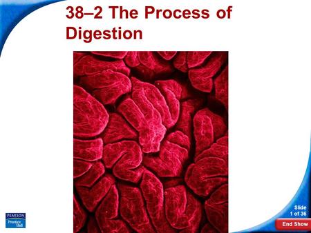 38–2 The Process of Digestion