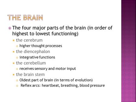 The Brain The four major parts of the brain (in order of highest to lowest functioning) the cerebrum higher thought processes the diencephalon integrative.