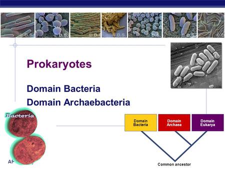 AP Biology 2007-2008 Prokaryotes Domain Bacteria Domain Archaebacteria Domain Bacteria Domain Archaea Domain Eukarya Common ancestor.