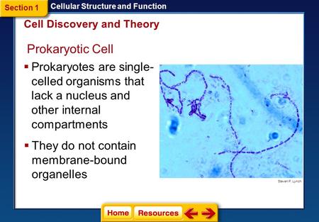Section 1 Cellular Structure and Function Cell Discovery and Theory