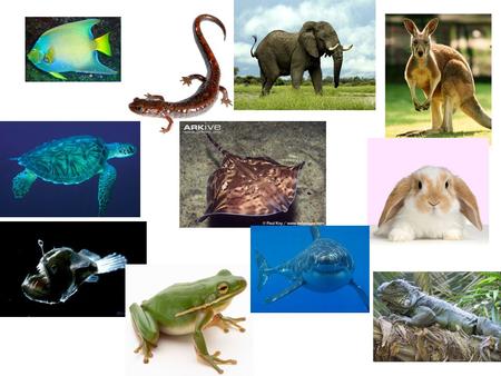 Classification System of Organisms