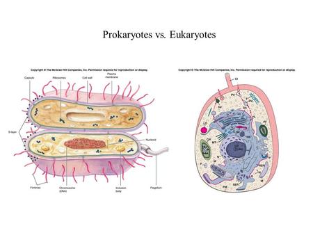 Prokaryotes vs. Eukaryotes. The Endosymbiotic Theory.