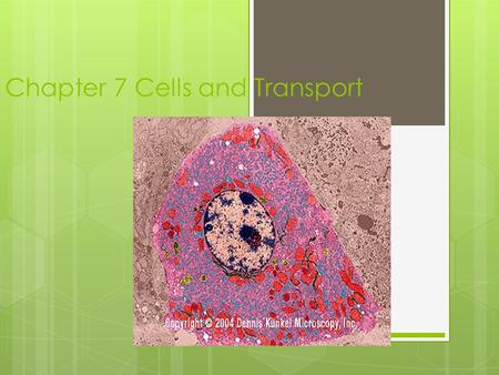 Chapter 7 Cells and Transport