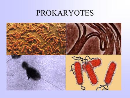 PROKARYOTES. THEY ARE EVERYWHERE The Major Similarities Between the Two Types of Cells (Prokaryote and eukaryote) Are: They both have DNA as their genetic.