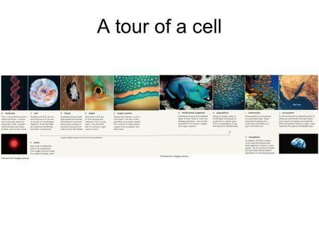A tour of a cell. Key Concepts To study cells, biologists use microscopes and the tools of biochemistry Eukaryotic cells have internal membranes that.