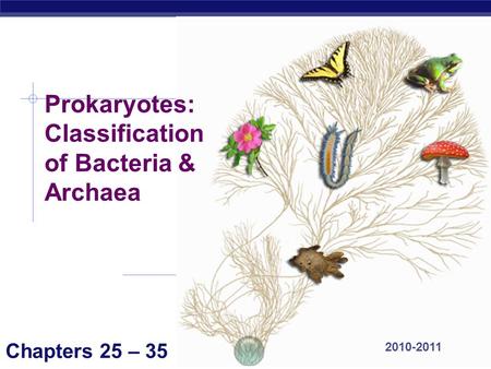 Prokaryotes: Classification of Bacteria & Archaea