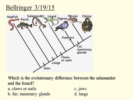 Bellringer 3/19/15 Which is the evolutionary difference between the salamander and the lizard? a. claws or nailsc. jaws b. fur; mammary glandsd. lungs.