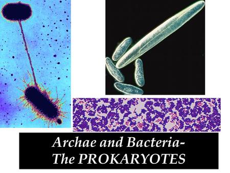 Archae and Bacteria- The PROKARYOTES `. As late as 1977, all prokaryotes were put into one single kingdom called Monera. Taxonomists no longer accept.
