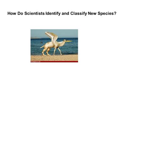 How Do Scientists Identify and Classify New Species?