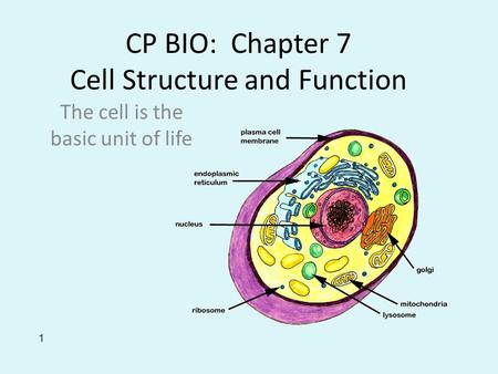 CP BIO: Chapter 7 Cell Structure and Function