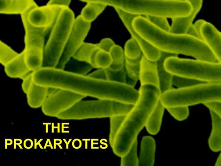 THE PROKARYOTES. Systematics of Prokaryotes Focus on animals and plants –History limited to 20% of evolutionary time How to classify prokaryotes? Limited.