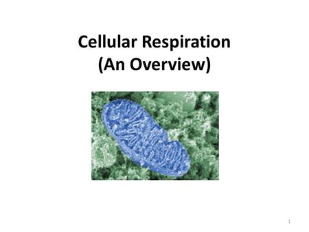 Cellular Respiration (An Overview)