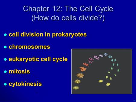 Chapter 12: The Cell Cycle (How do cells divide?)
