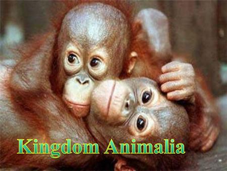 Introduction to animals Introduction to Animals Traits WHAT IS AN ANIMAL ? ? ?