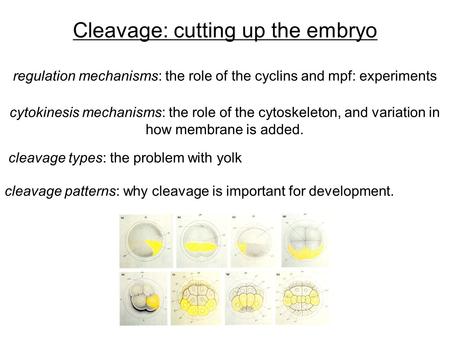Cleavage: cutting up the embryo cleavage patterns: why cleavage is important for development. cytokinesis mechanisms: the role of the cytoskeleton, and.