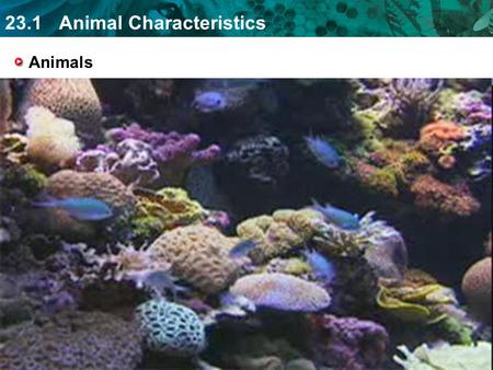 23.1 Animal Characteristics Animals. 23.1 Animal Characteristics Multicellular Heterotrophic Lack cell walls Sexual Reproduction Movement Specialization.