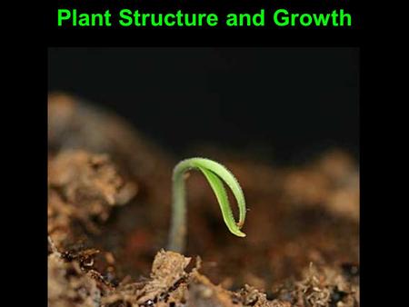 Plant Structure and Growth. Three main organs: Roots Stems Leaves.