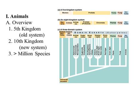 I. Animals A. Overview 1. 5th Kingdom (old system) 2. 10th Kingdom (new system) 3. > Million Species.