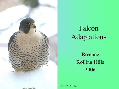 Falcon Adaptations Breanne Rolling Hills 2006 Photo by Scott Wright.
