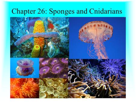 Chapter 26: Sponges and Cnidarians