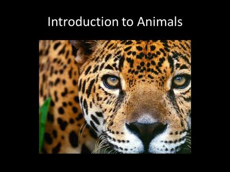 Introduction to Animals. General Characteristics All animals are heterotrophic Different digestive systems Animals are either invertebrates or vertebrates.
