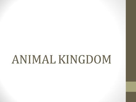 ANIMAL KINGDOM.